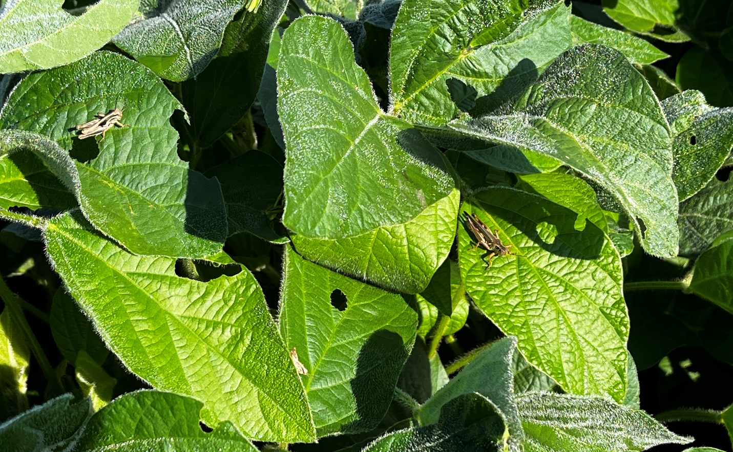 Grasshopper feeding in soybeans.